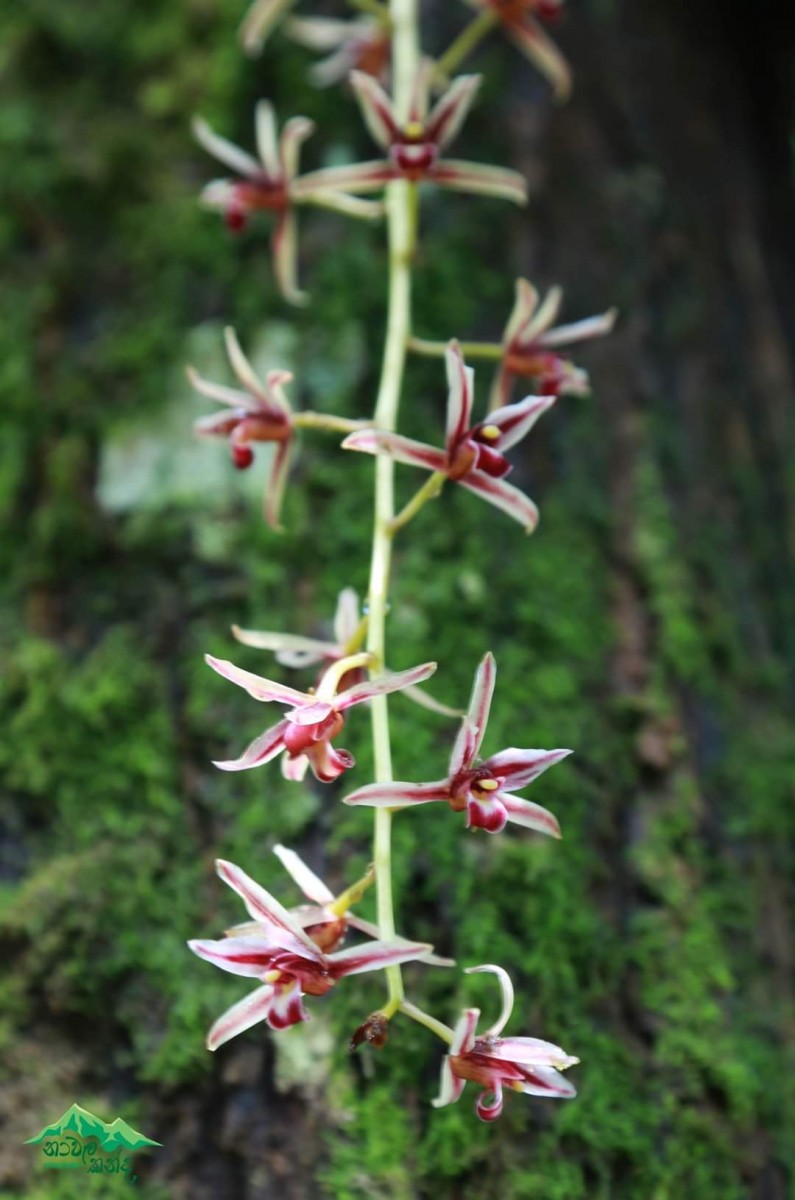 Cymbidium aloifolium (L.) Sw.